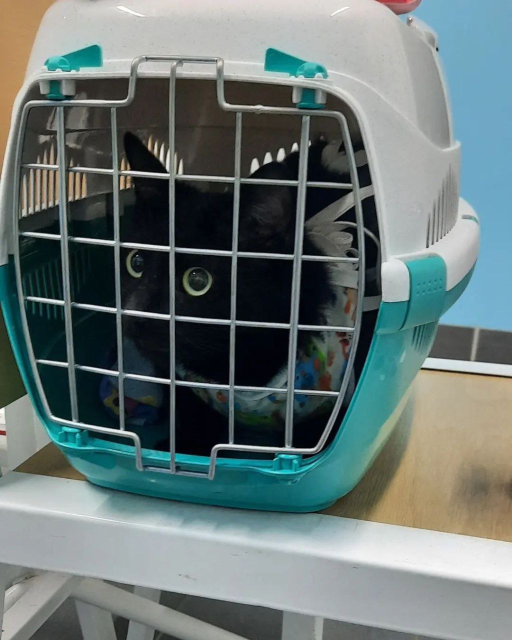 Кошка Саманта ищет дом