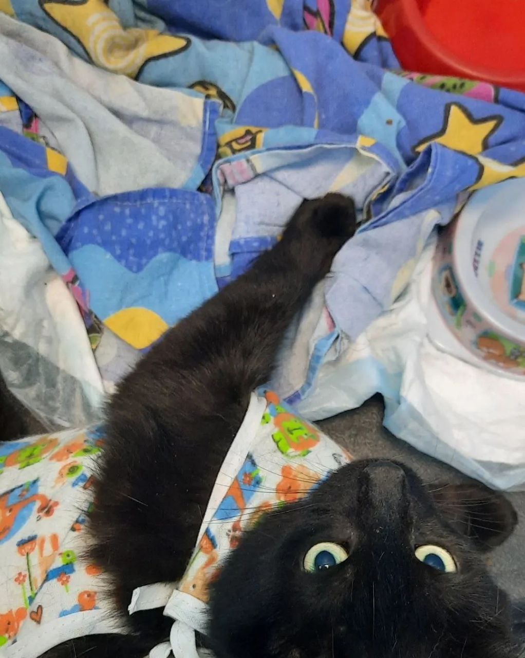 Кошка Саманта ищет дом