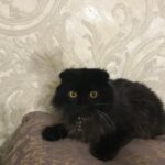 Кот Черныш ищет дом