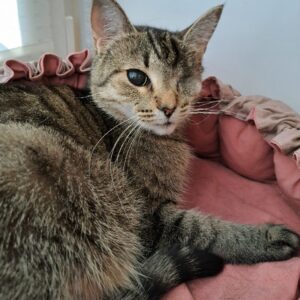 кошка дымка ищет дом