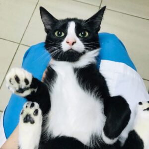 Кот Дин ищет дом