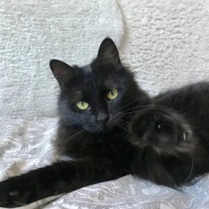 Кот Белый Ус ищет дом
