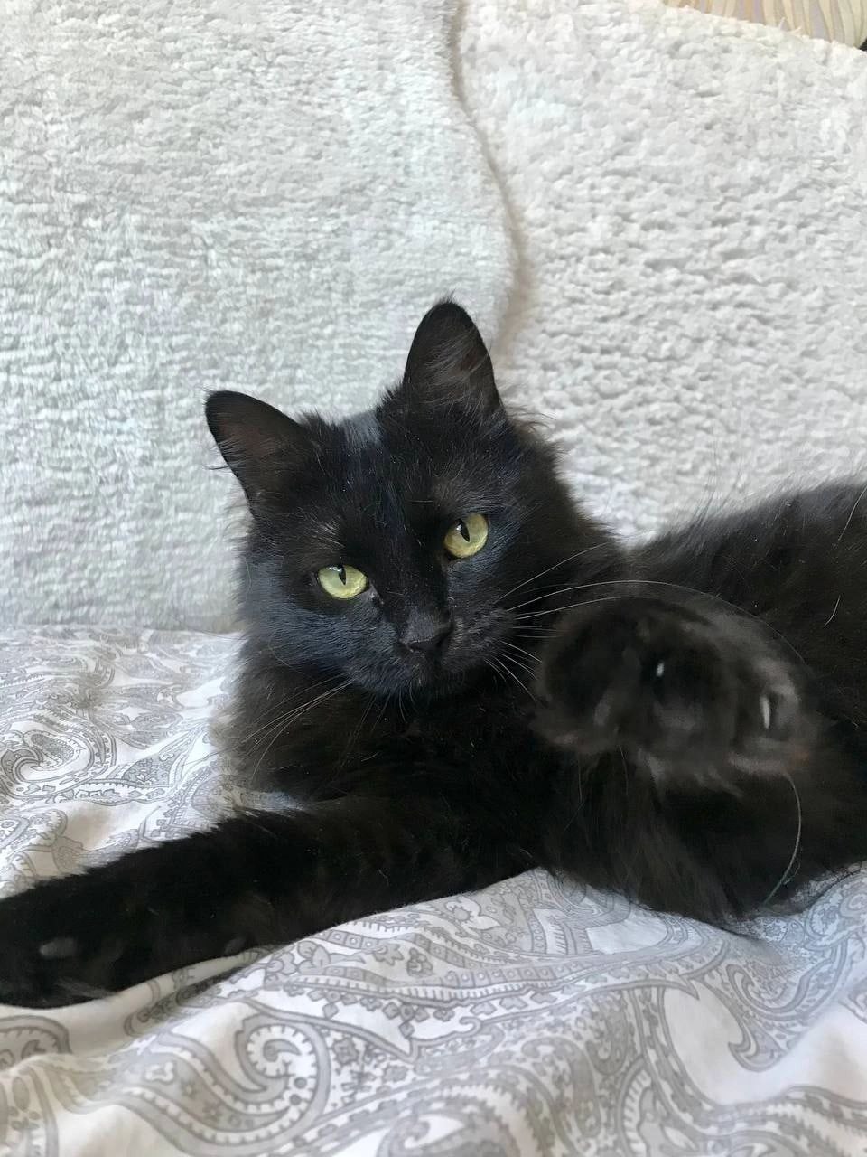 Кот Белый Ус ищет дом