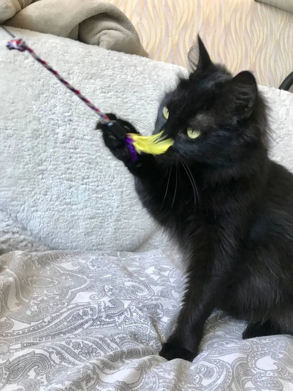 Кот Белый Ус ищет дом