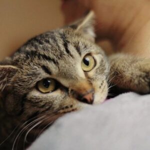 Кошка Ева ищет дом