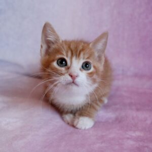 Котенок Лель ищет дом