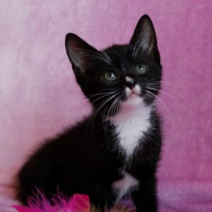 Котенок Леля ищет дом