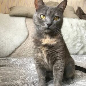 Кошка Луна ищет дом