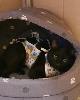 Кошка Саманта ищет дом