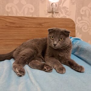 кошка сара ищет дом