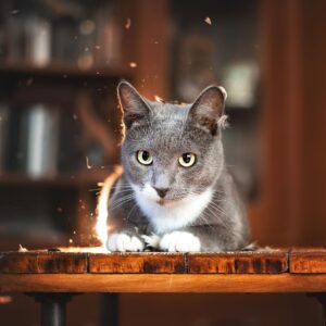 Кот Тоша ишет дом
