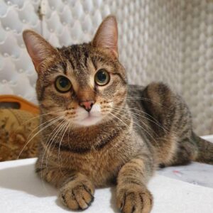 Кошка Василиса ищет дом
