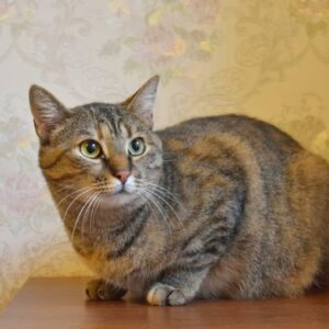 Кошка Есения ищет дом