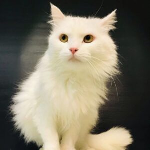 Кошка Гала ищет дом