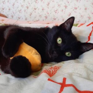 Кошка Саманта ищет дом