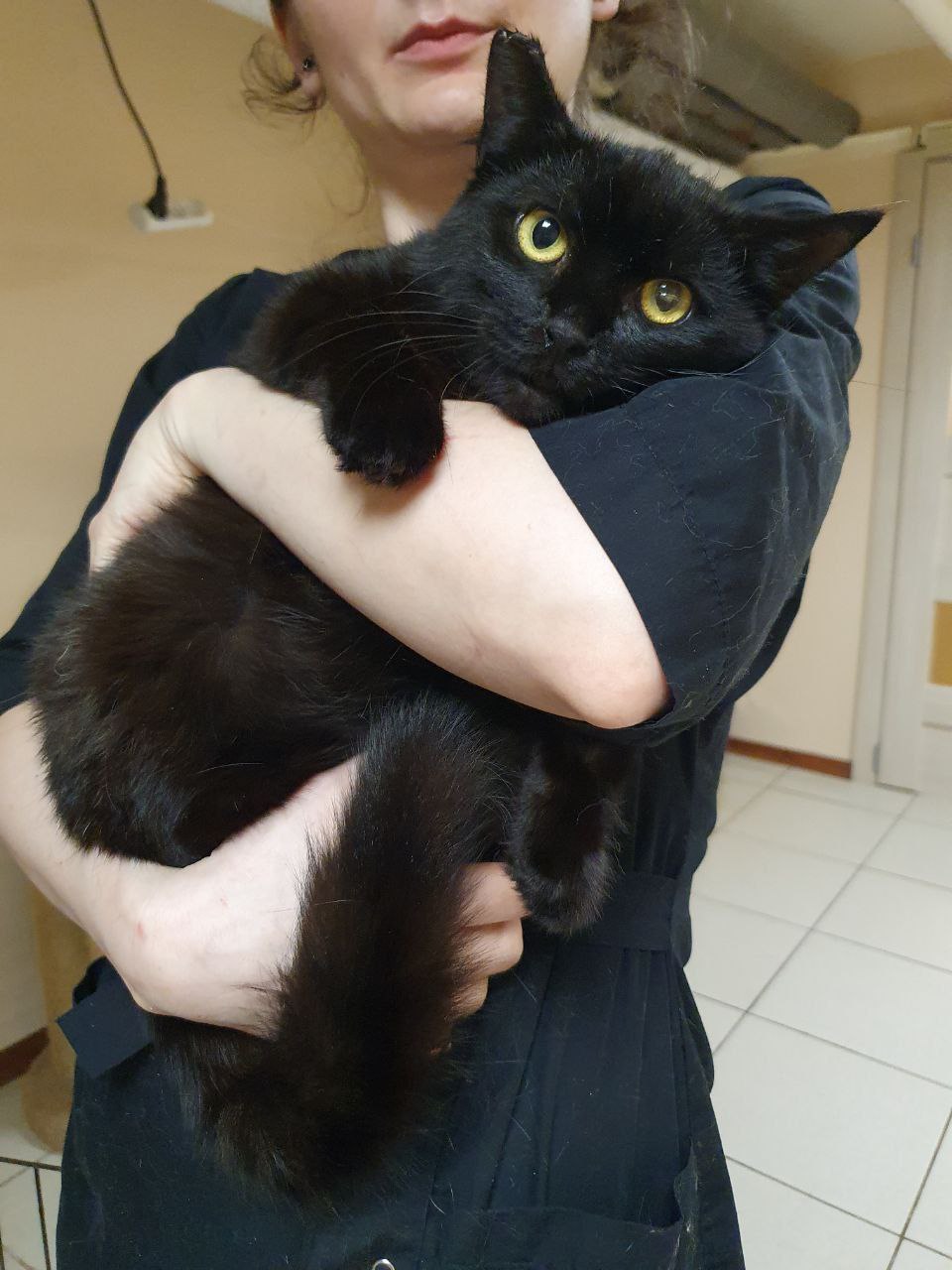 Кот Балу ищет дом