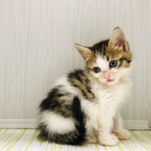 котенок белоснежка ищет дом
