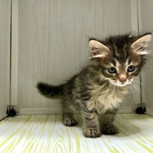 Котенок Жасмин ищет дом