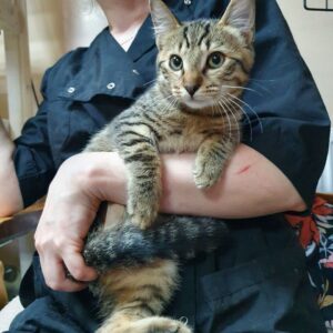 Котенок Кузьма ищет дом