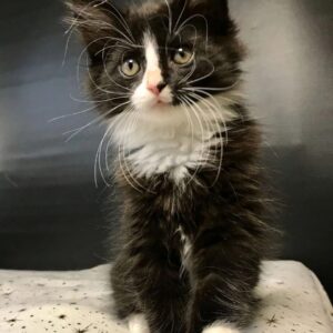 котенок максим ищет дом