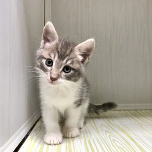 котенок покахонтас ищет дом