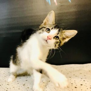 котенок пумба ищет дом