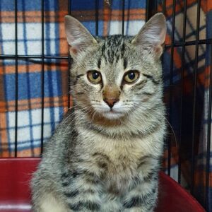 Котенок Тихон ищет дом