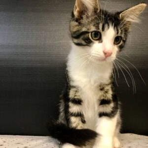 котенок тимон ищет дом
