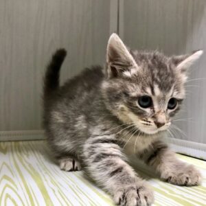 Котенок Золушка ищет дом