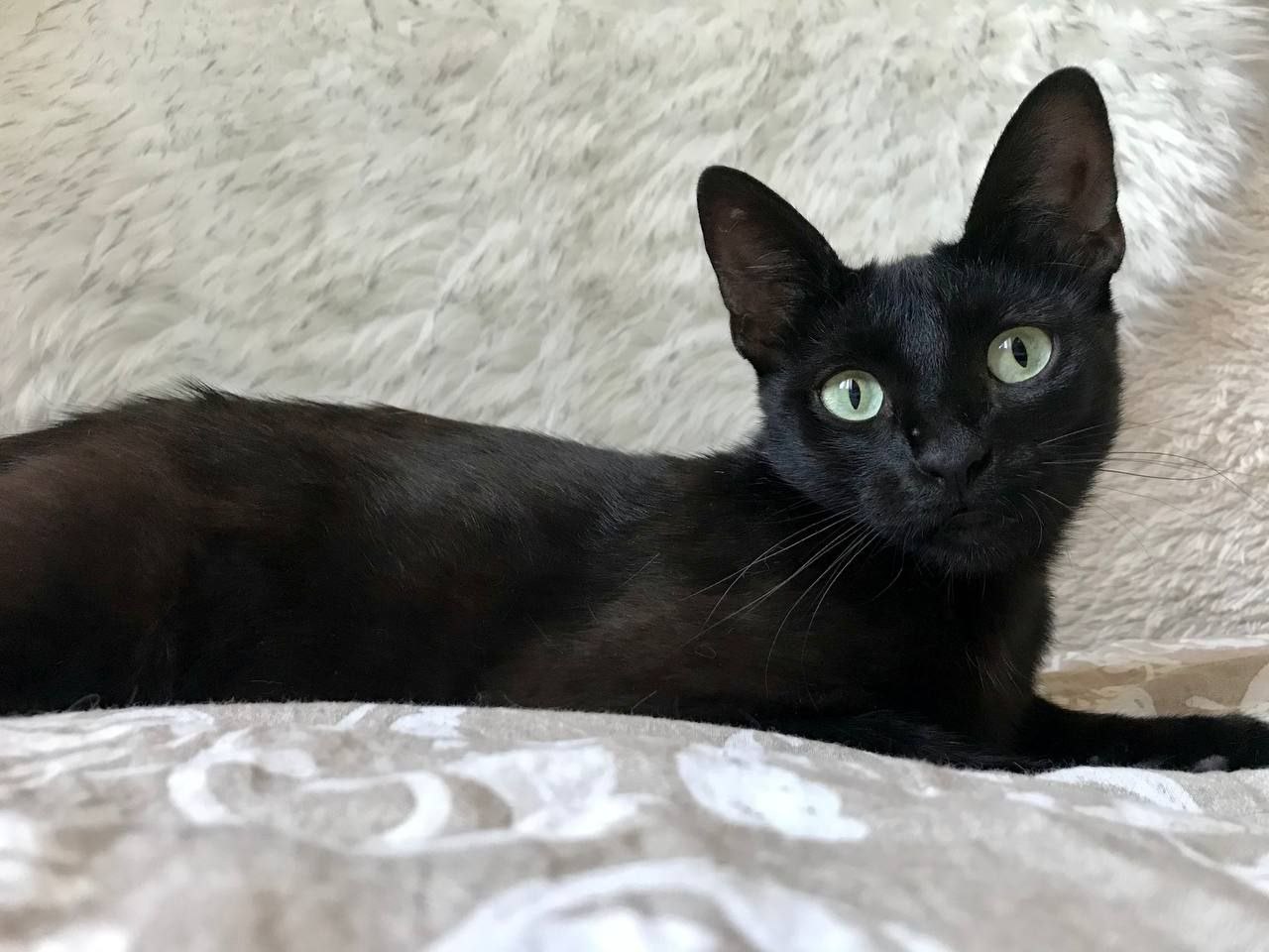 кошка изабелла ищет дом