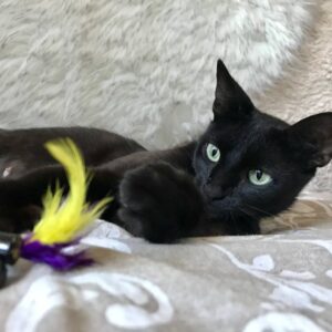 кошка изабелла ищет дом