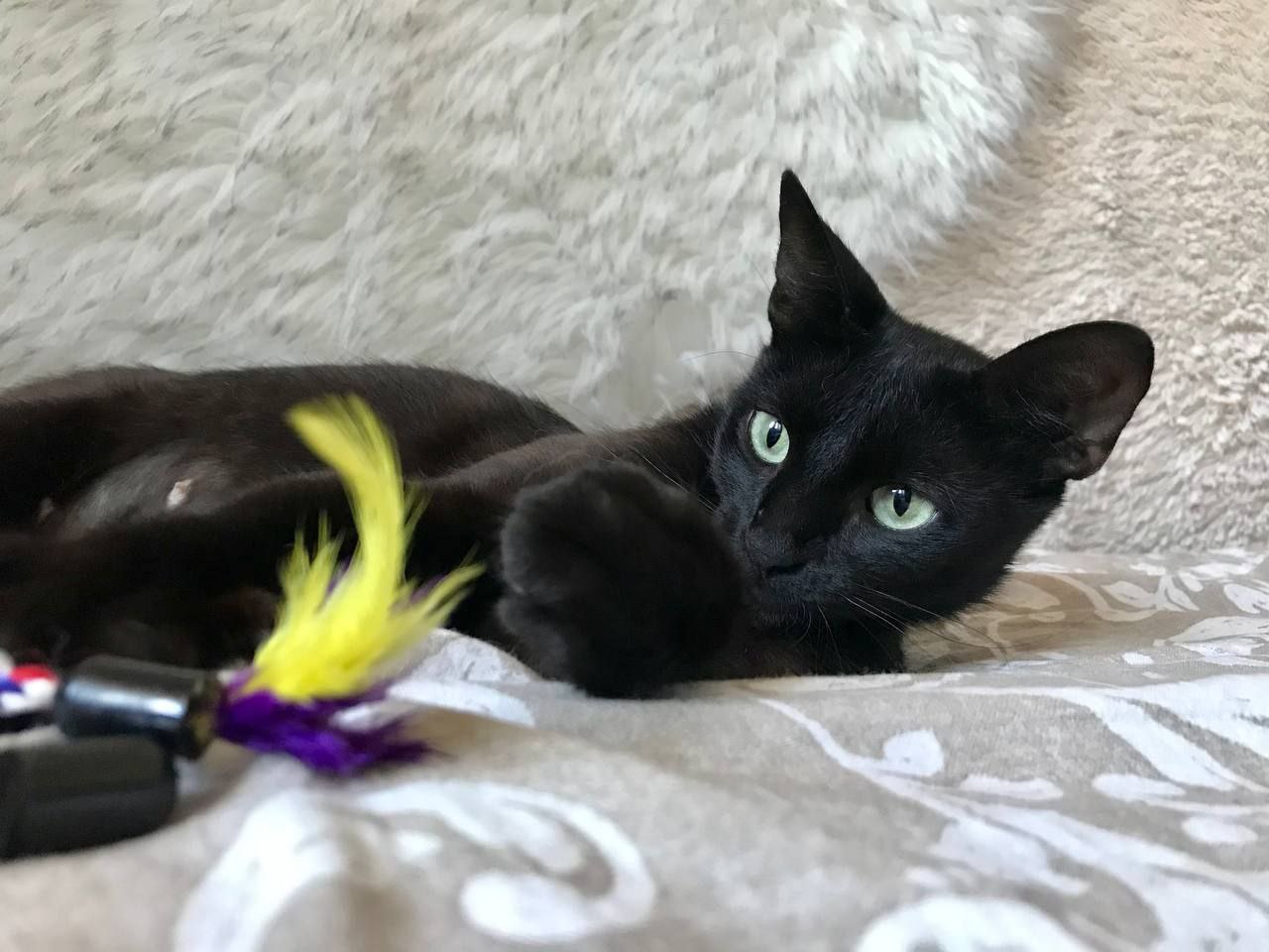 кошка изабелла ищет дом