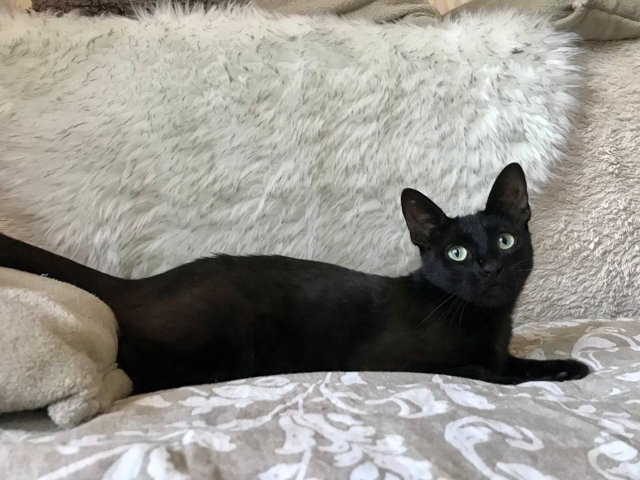 кошка изабелла ищет дом