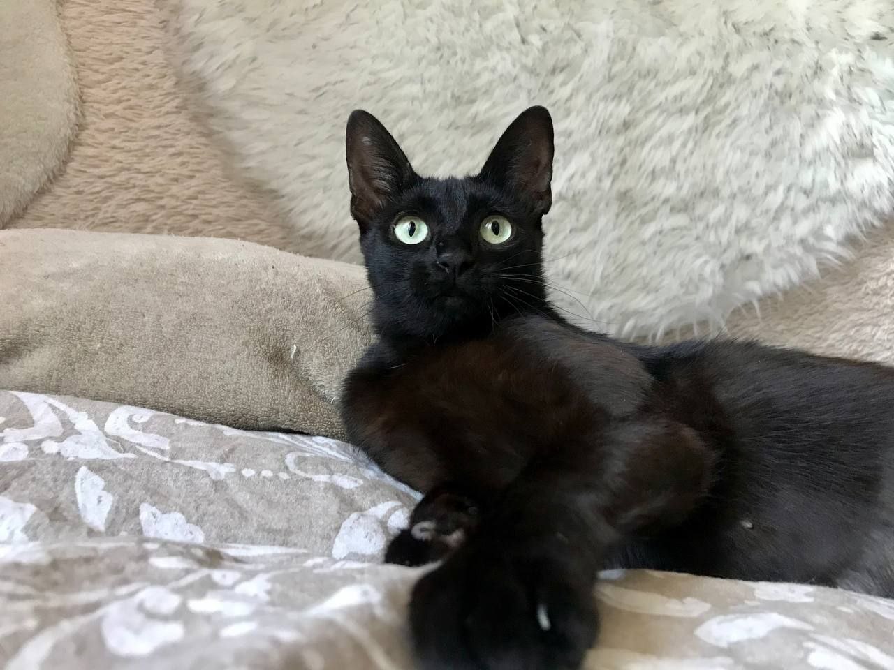 кошка изабелла ищет дом