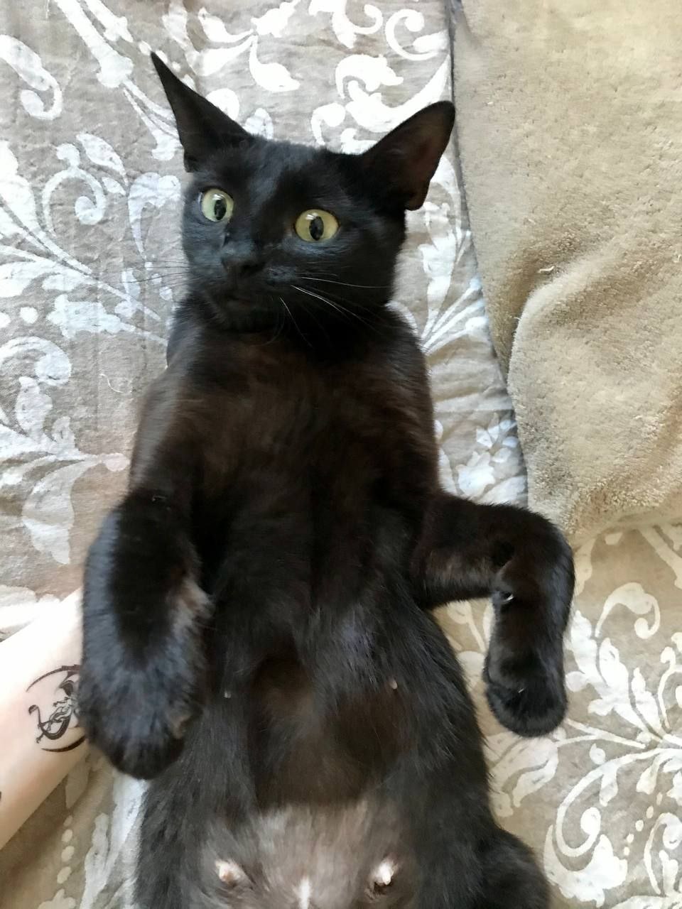 кошка изабелла ищет дом
