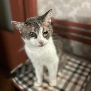 кошка графиня ланская ищет дом