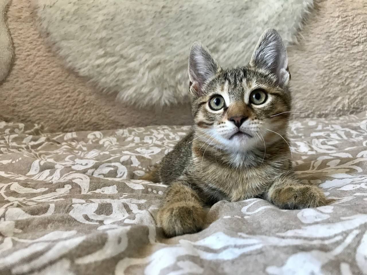 кот рислинг ищет дом