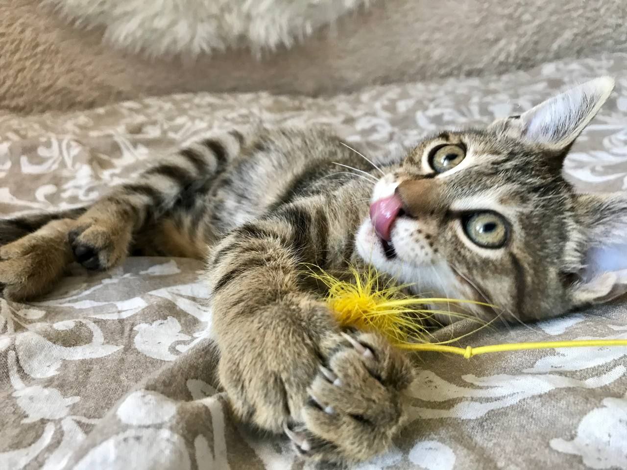 кот рислинг ищет дом
