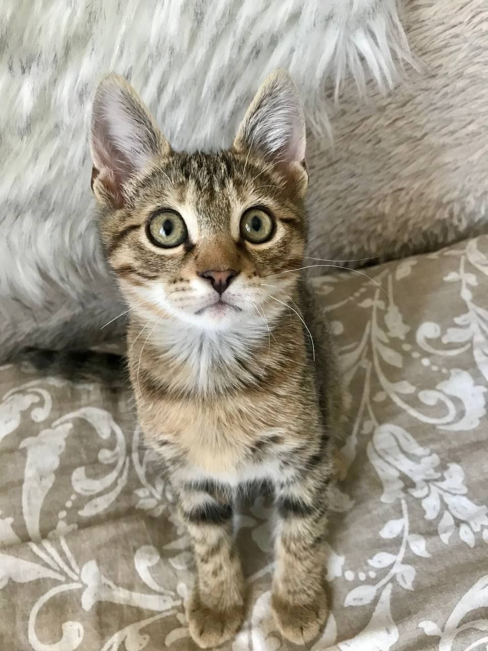 кот рислинг ищет дом