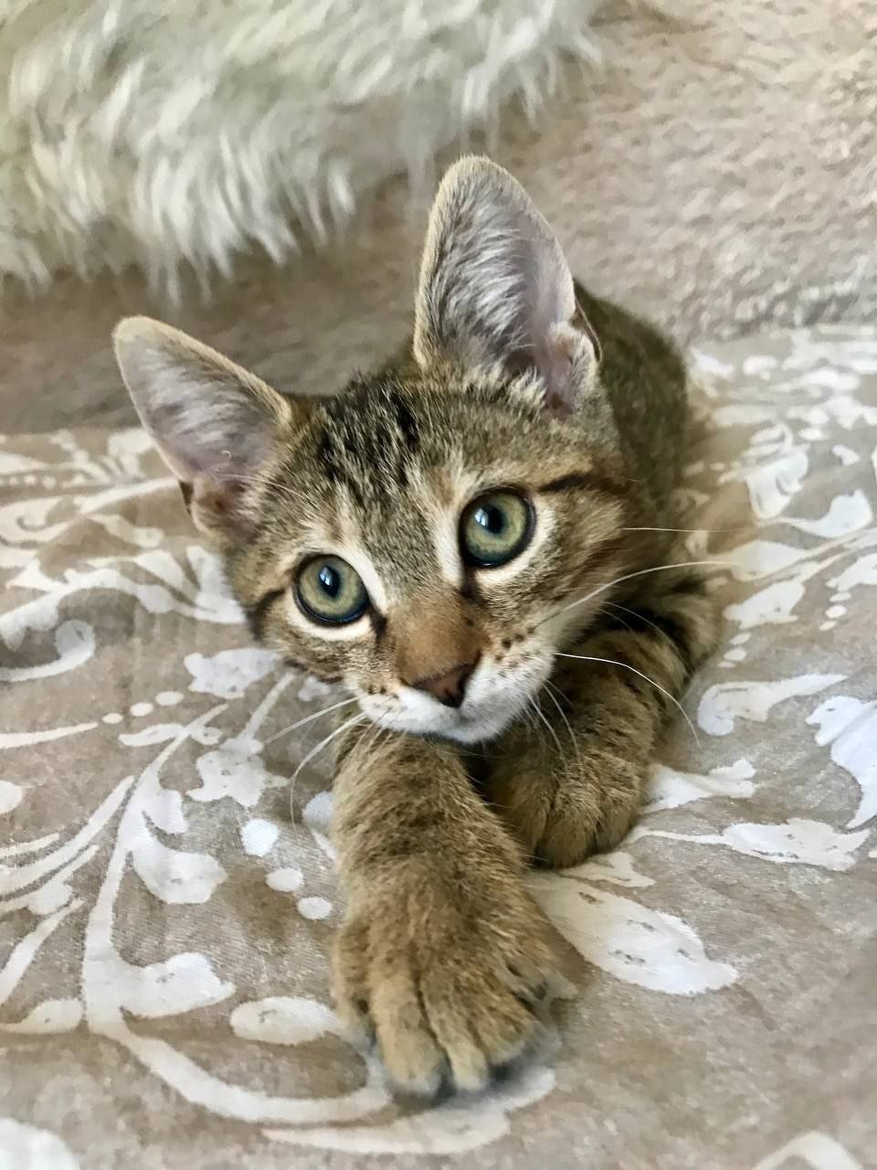 кот рислинг ищет дом