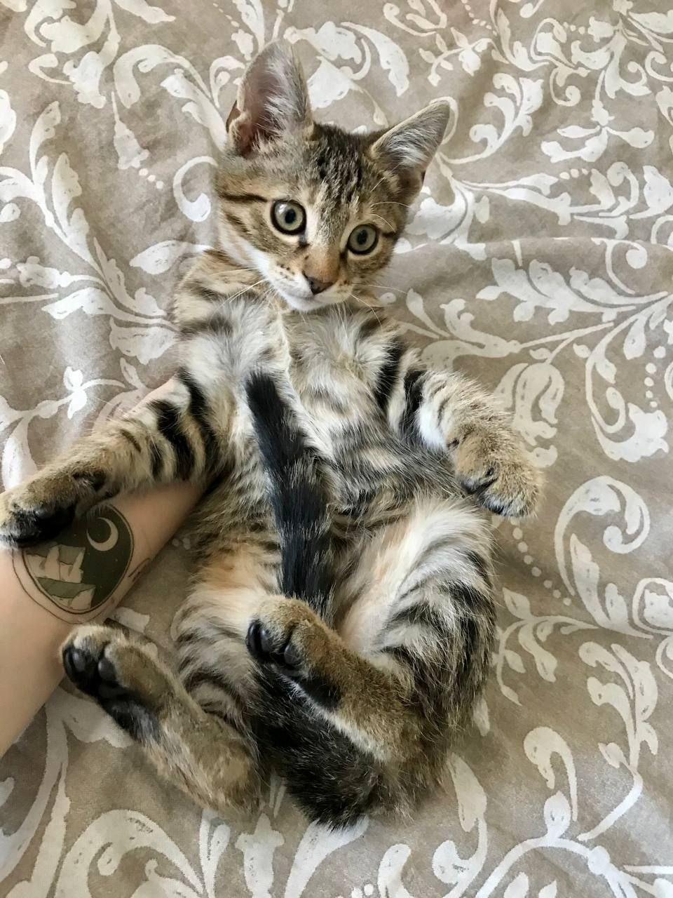 кот рислинг ищет дом