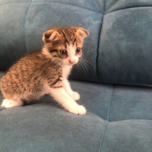 кот шмель ищет дом