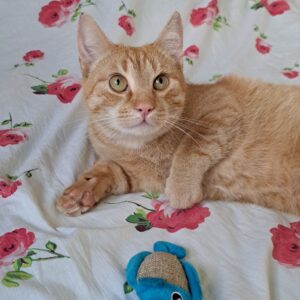 кот апельсин ищет дом