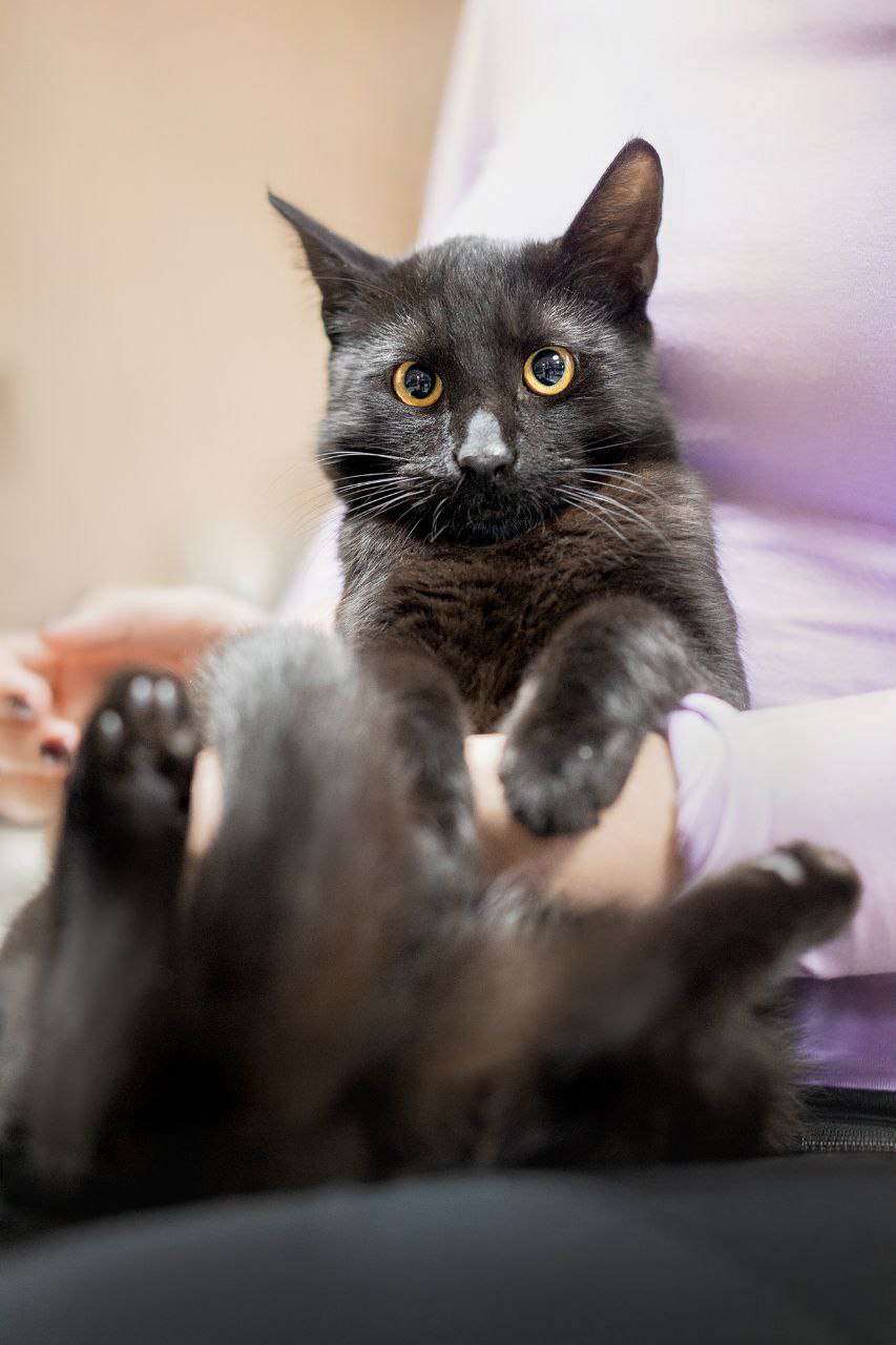 кот декстер ищет дом