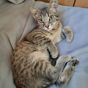котенок герда ищет дом