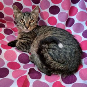 котенок кай ищет дом