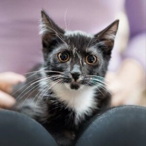 котенок дима ищет дом