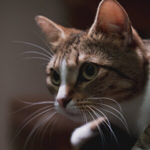 кошка сигги ищет дом