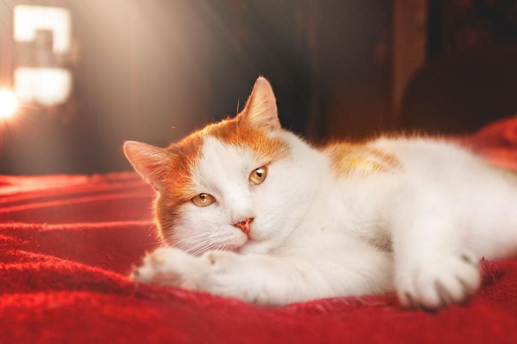 кот чубайс ищет дом