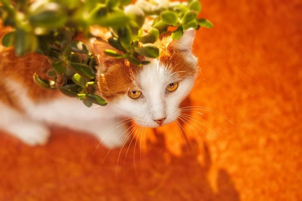 кот чубайс ищет дом